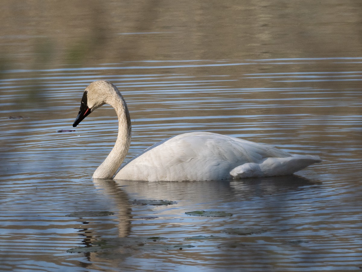 Trumpeter Swan - Chris Fischer