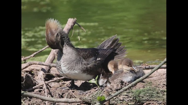 Hooded Merganser - ML618320222