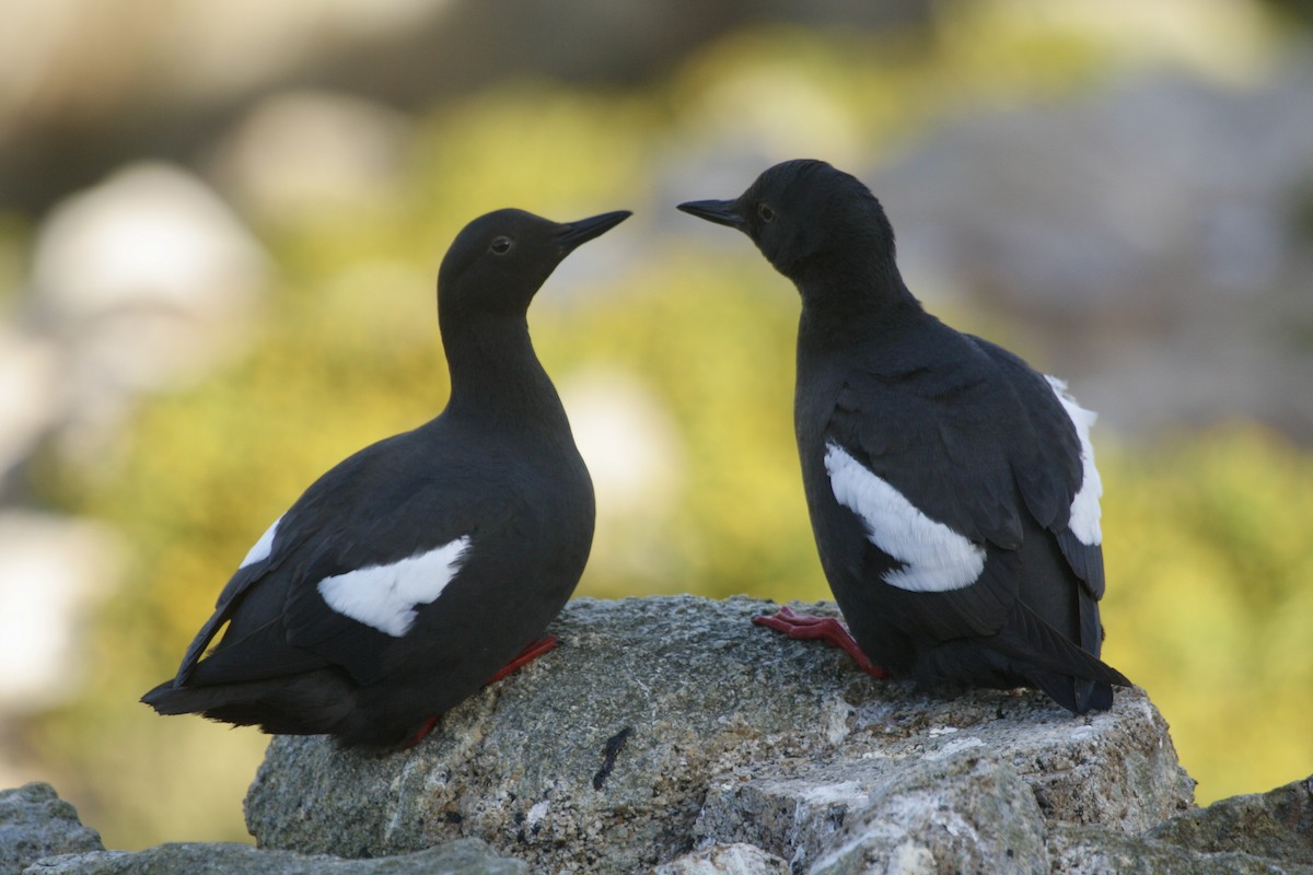 Pigeon Guillemot - ML618320228