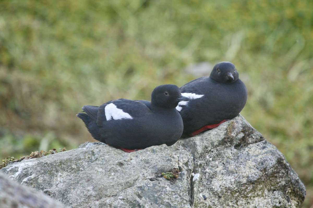 Pigeon Guillemot - ML618320235