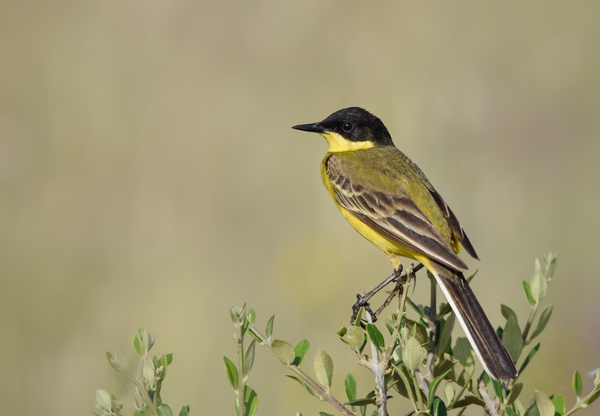 Western Yellow Wagtail - ML618320249