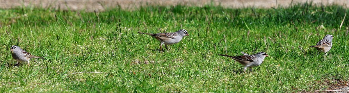 White-crowned Sparrow - Scott and Susan Schmidt