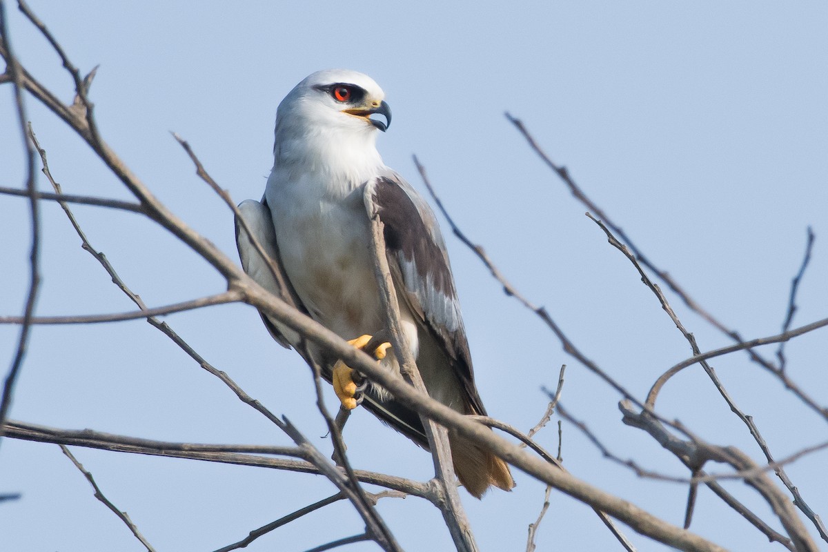 Black-winged Kite - Maji Kamal