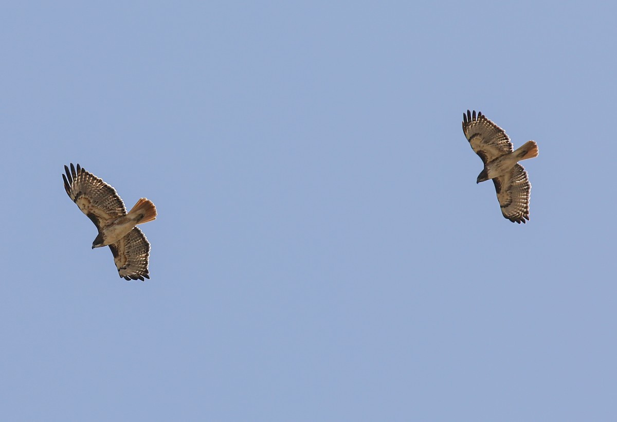 Red-tailed Hawk - ML618320290