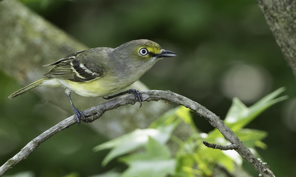 Viréo aux yeux blancs - ML618320333