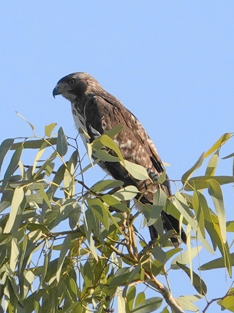 Cooper's Hawk - ML618320336