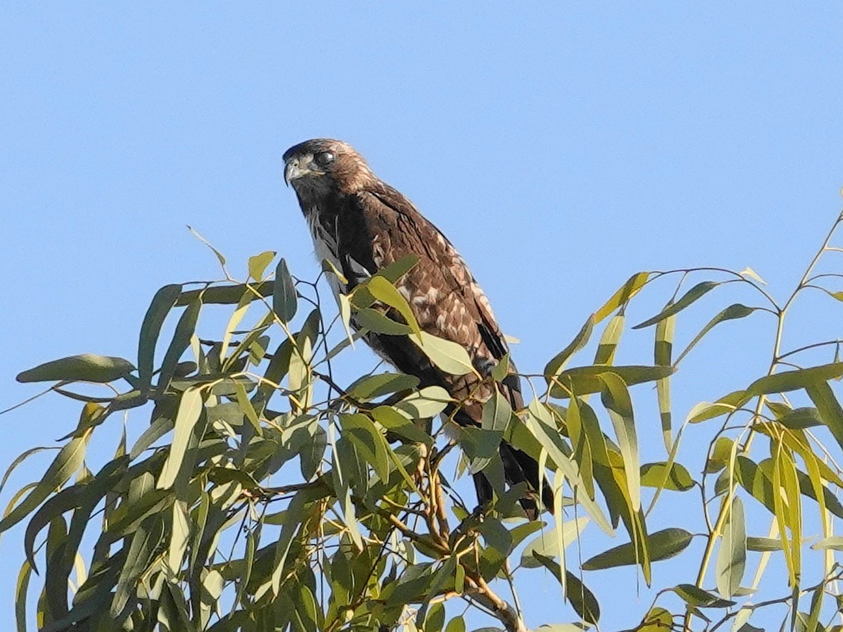 Cooper's Hawk - ML618320338