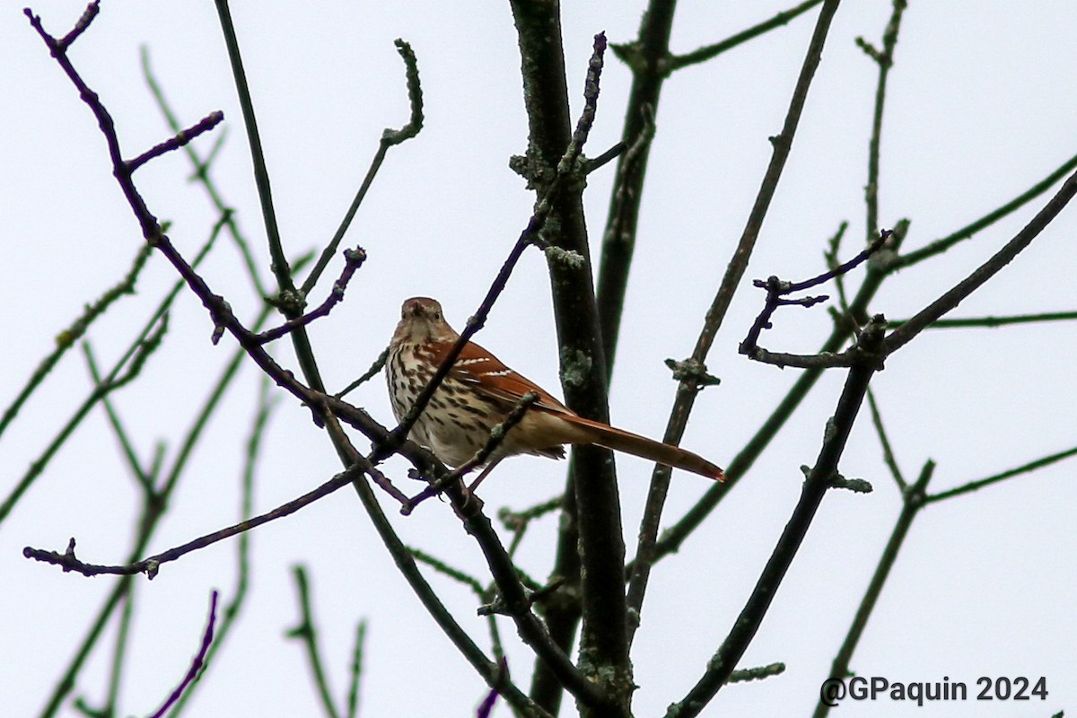 Brown Thrasher - ML618320347