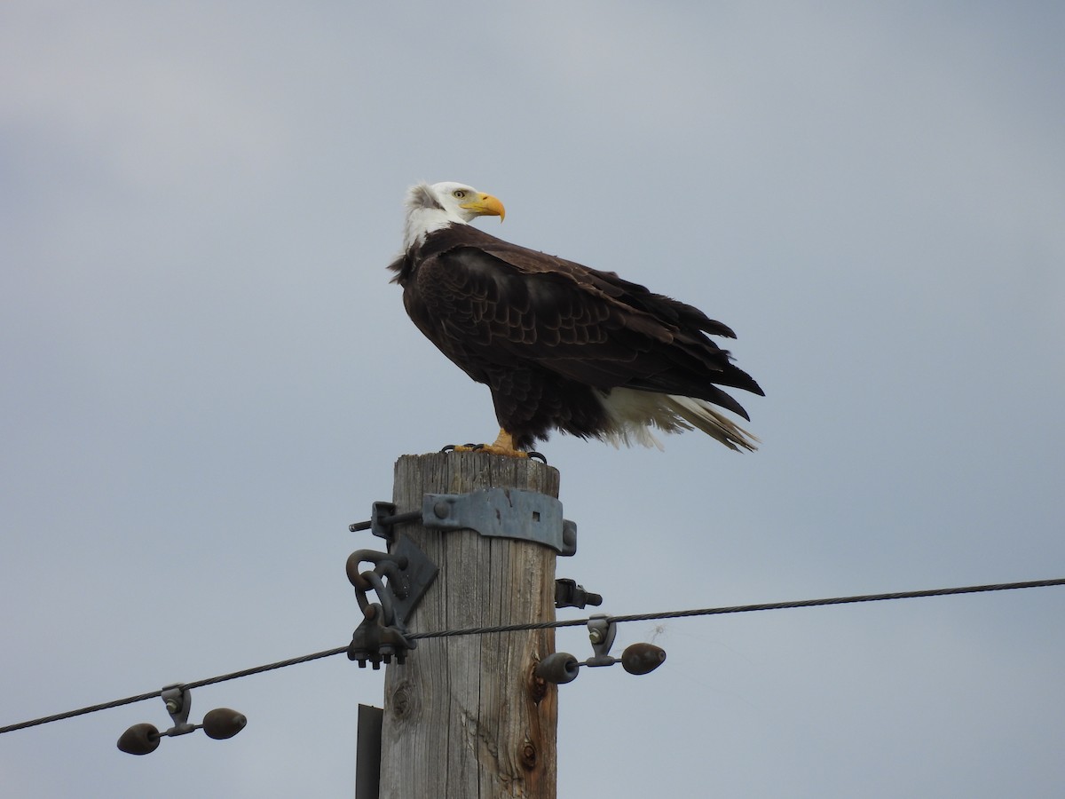 Bald Eagle - Ryan Gannon