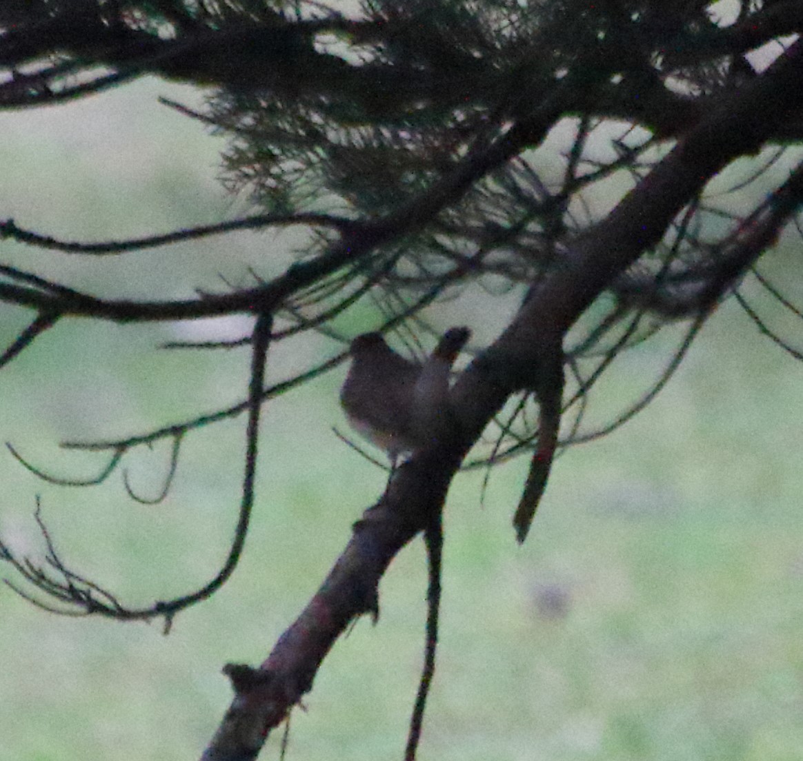 Red-breasted Flycatcher - Elaheh Afsaneh