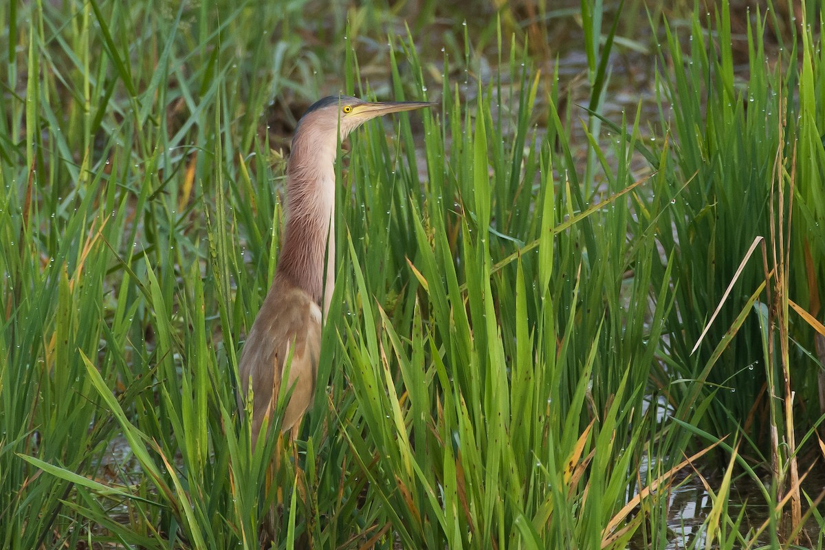 Yellow Bittern - ML618320445