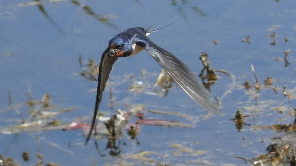 Barn Swallow - ML618320447