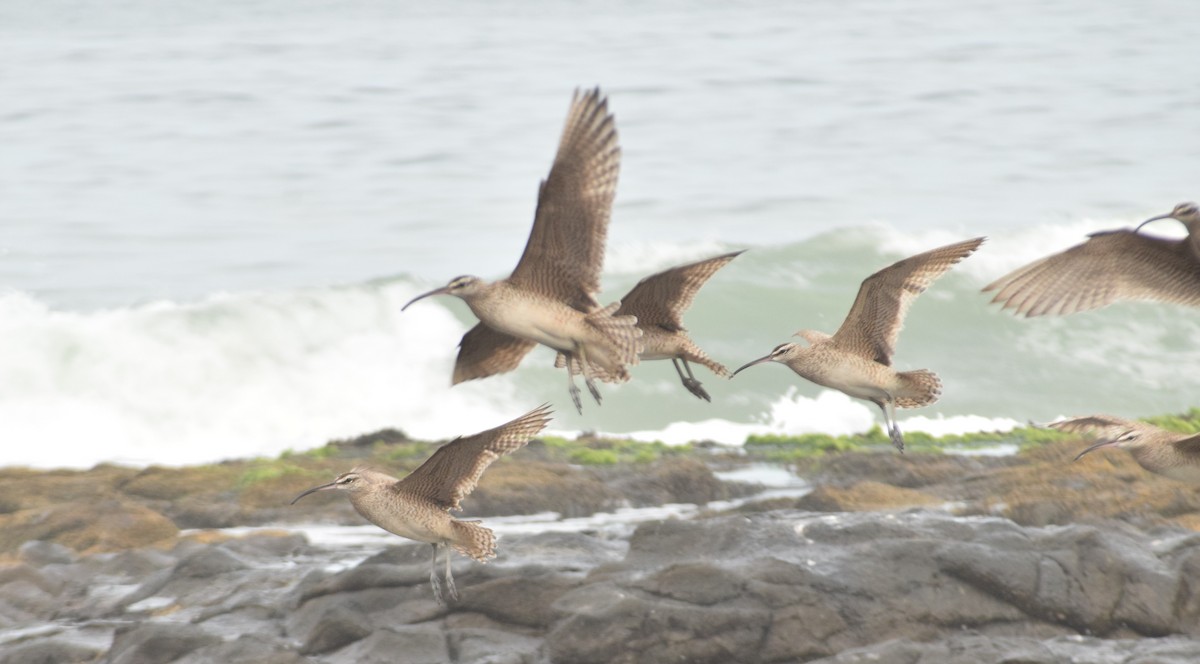 Whimbrel - ML618320463