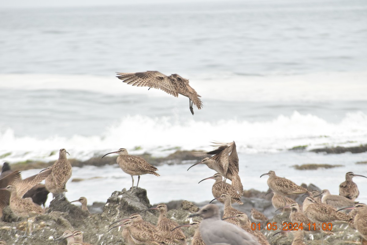 Whimbrel - ML618320465