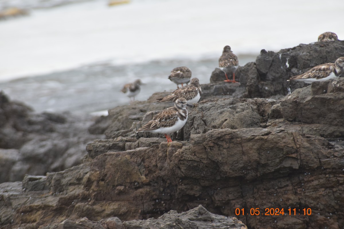 Ruddy Turnstone - ML618320533