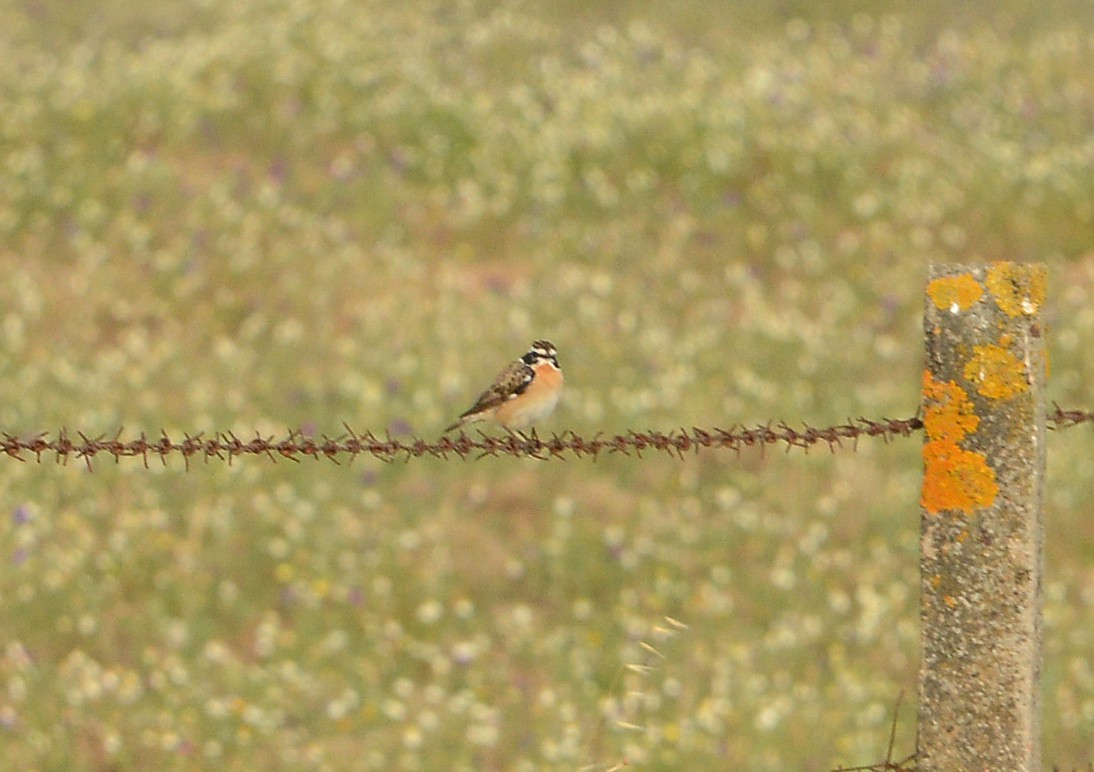 Whinchat - Bill Telfair