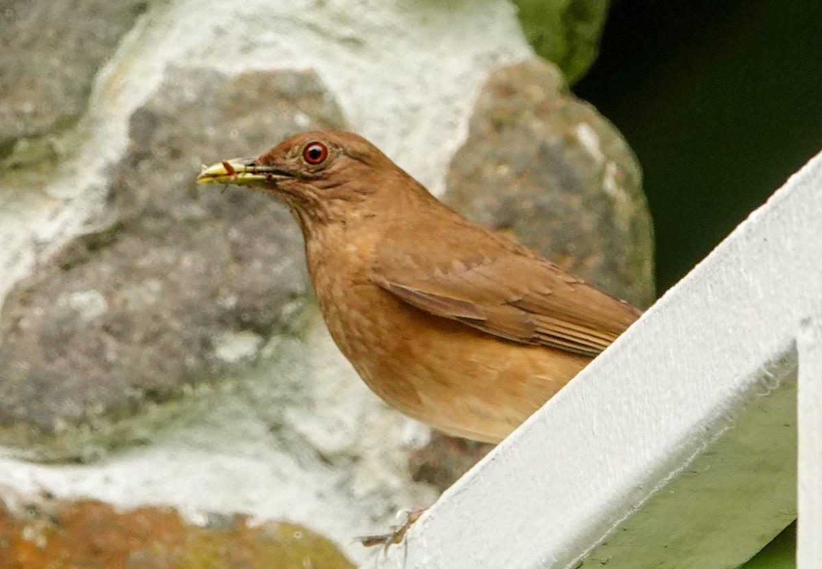 Clay-colored Thrush - Kathy Doddridge