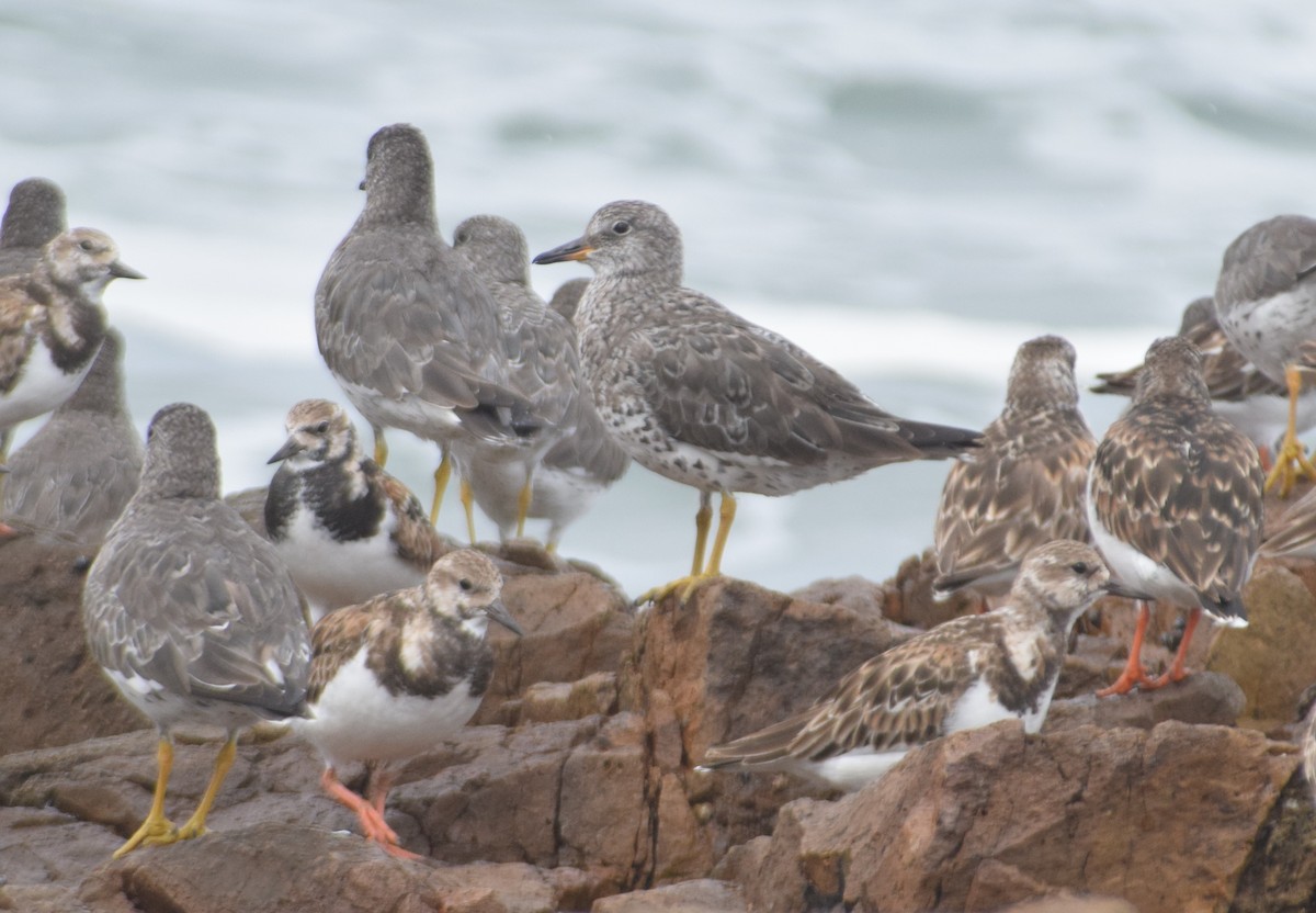 Surfbird - ML618320558