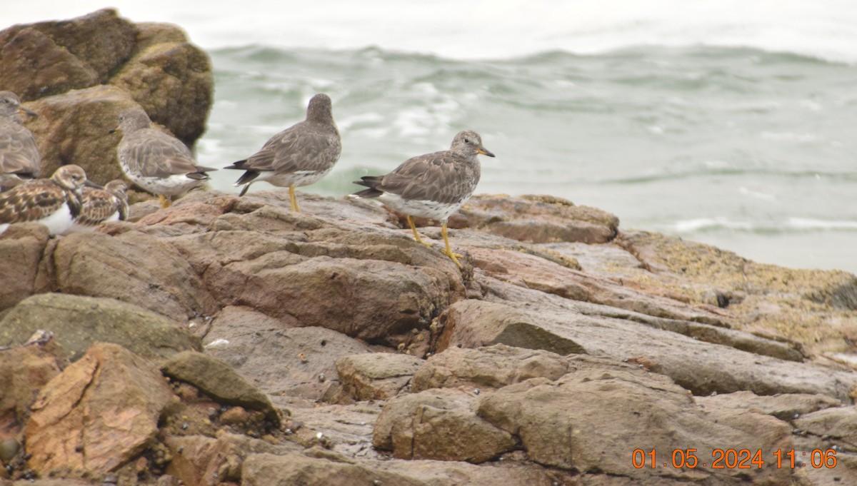 Surfbird - Reynaldo Valdivia Reyes