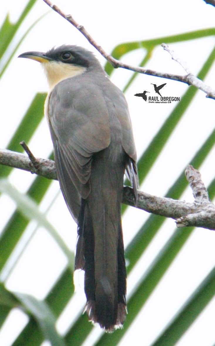 Mangrove Cuckoo - Raúl Obregón