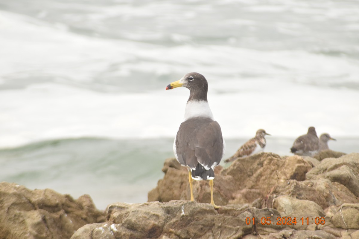 Belcher's Gull - ML618320605