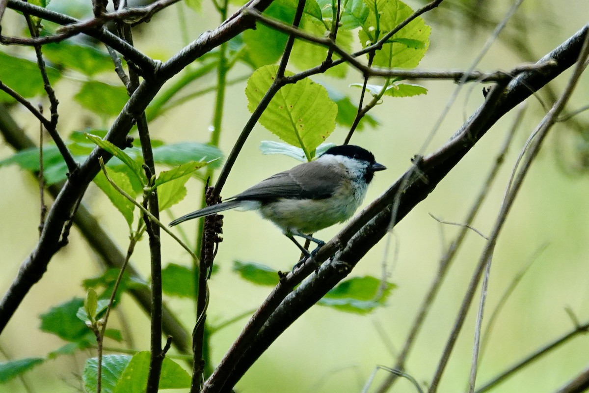 Marsh Tit - ML618320626