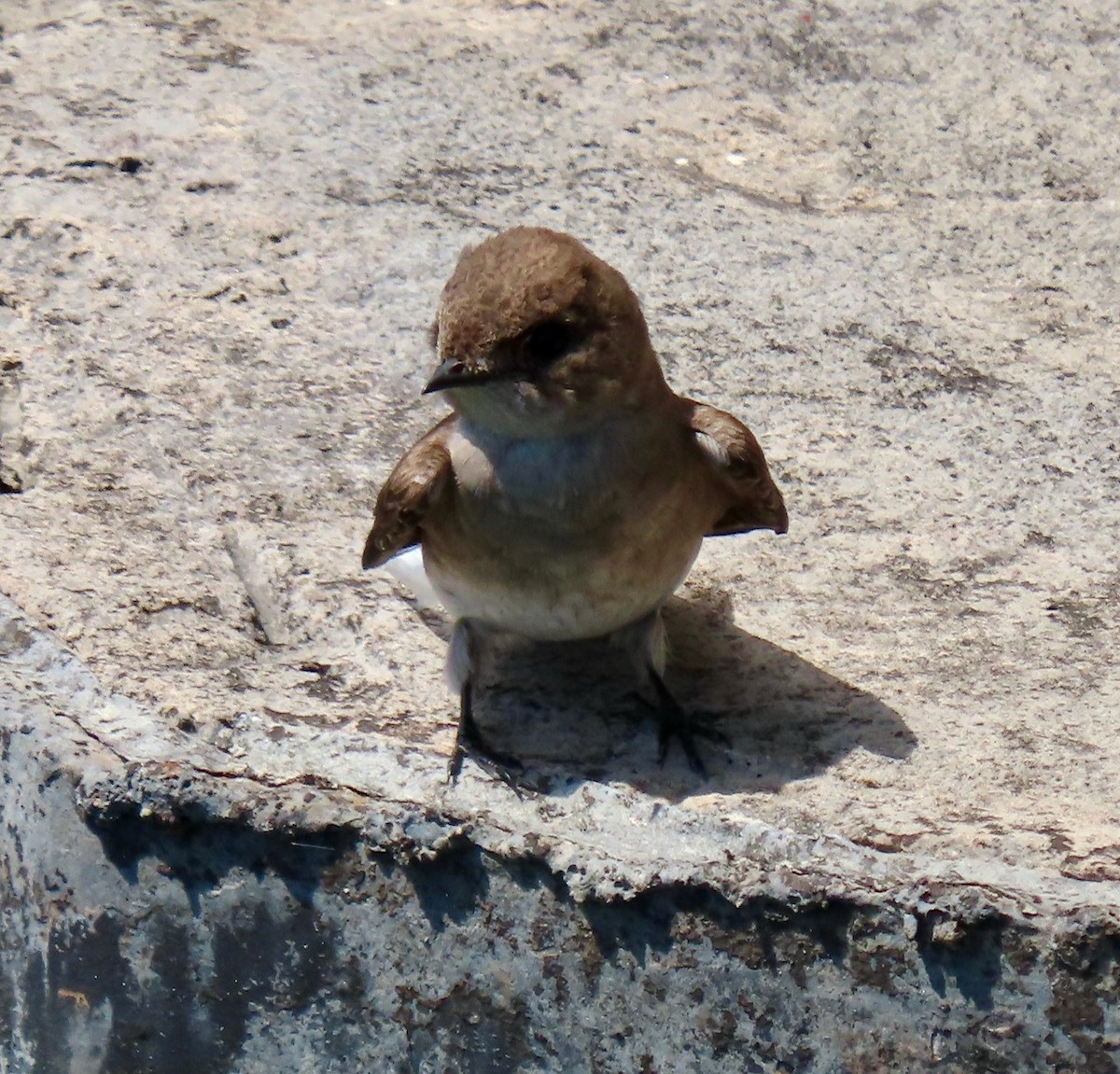 Golondrina Aserrada - ML618320670