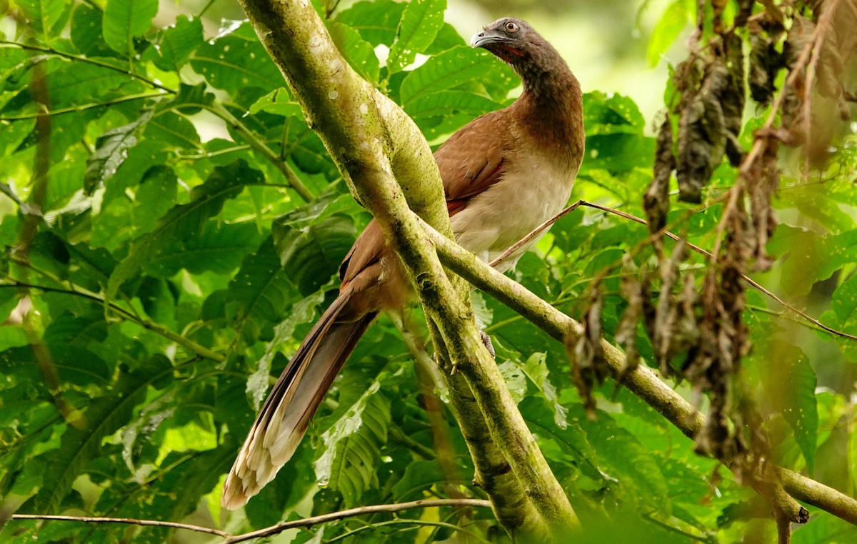 Gray-headed Chachalaca - ML618320672