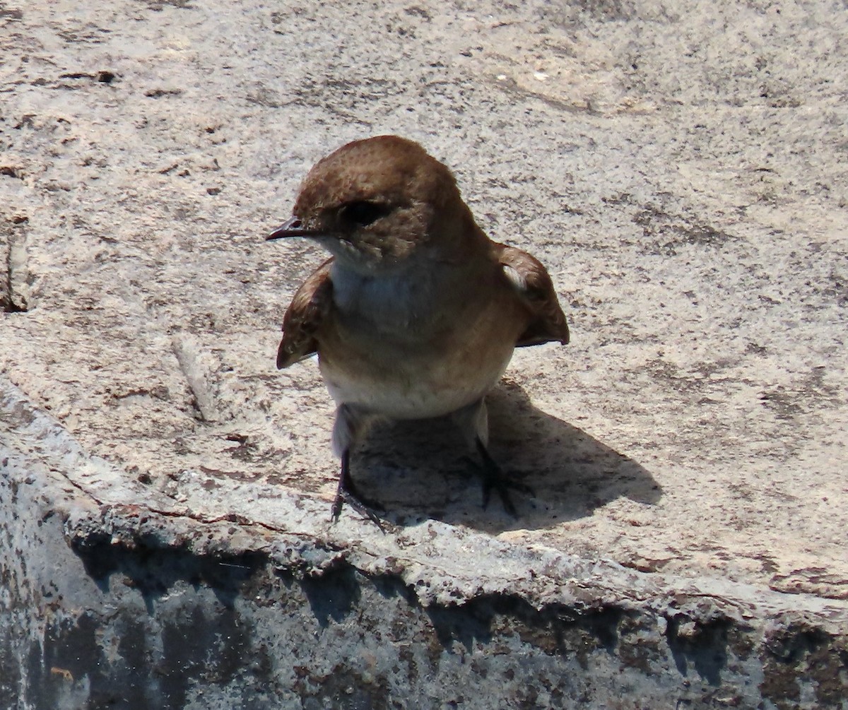 Northern Rough-winged Swallow - ML618320679