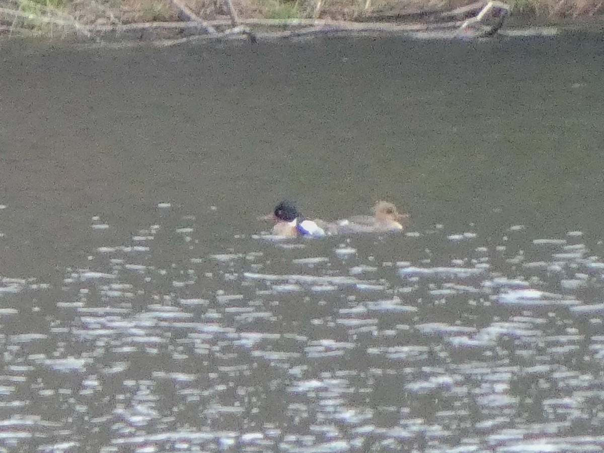 Red-breasted Merganser - ML618320731