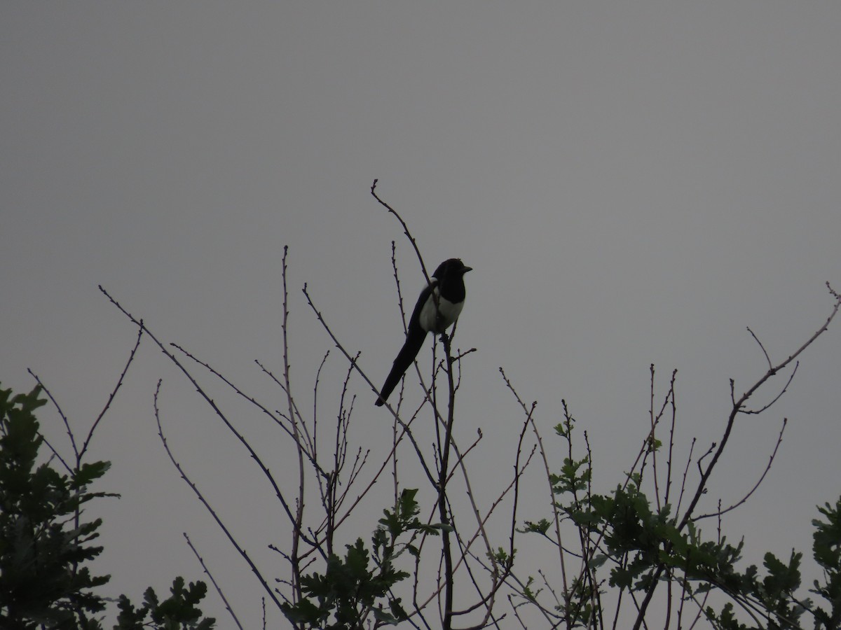 Eurasian Magpie - ML618320739