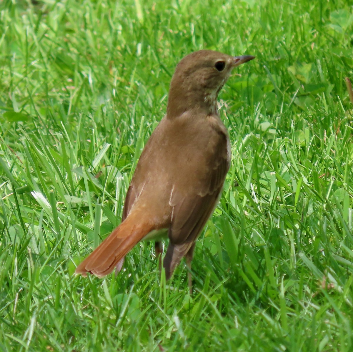 Hermit Thrush - ML618320747