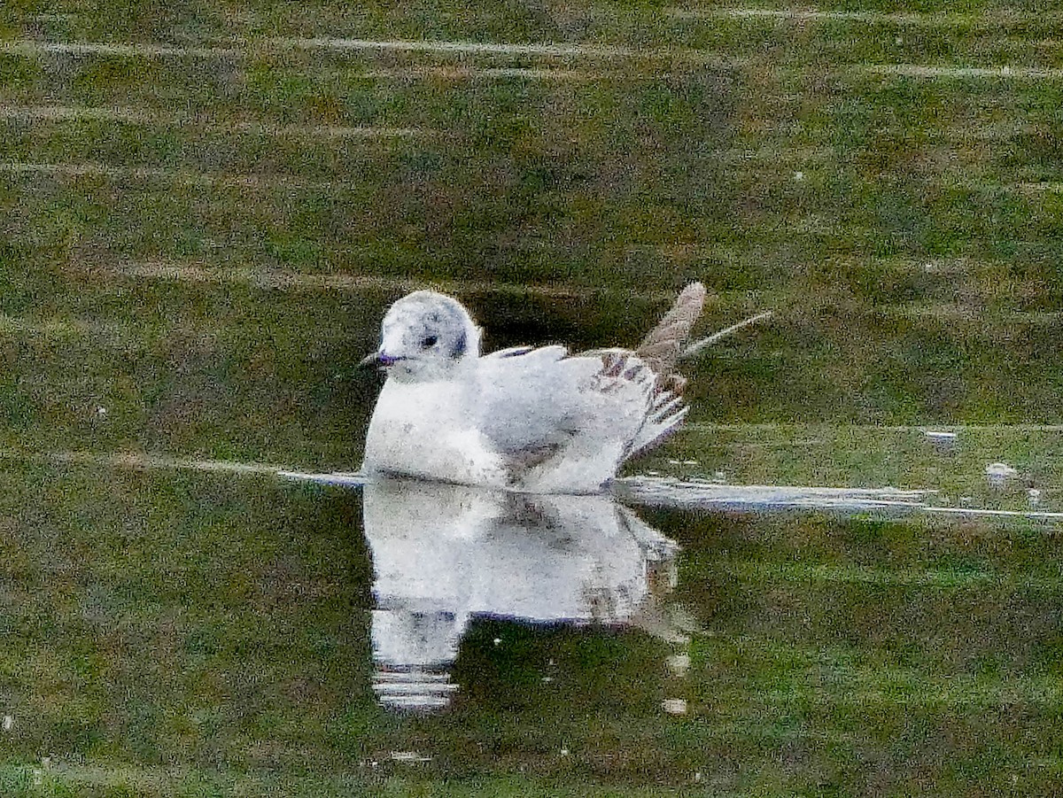 Bonaparte's Gull - ML618320750