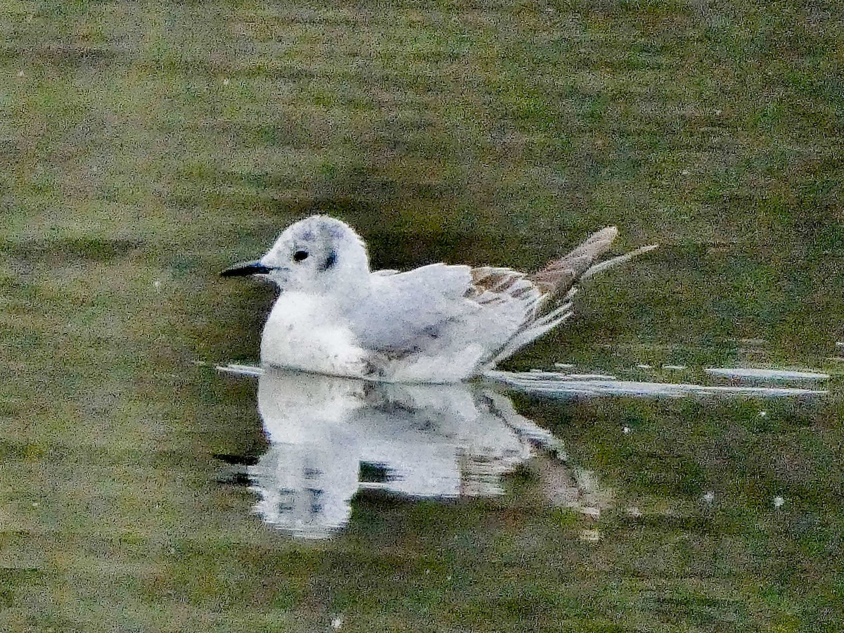 Mouette de Bonaparte - ML618320751