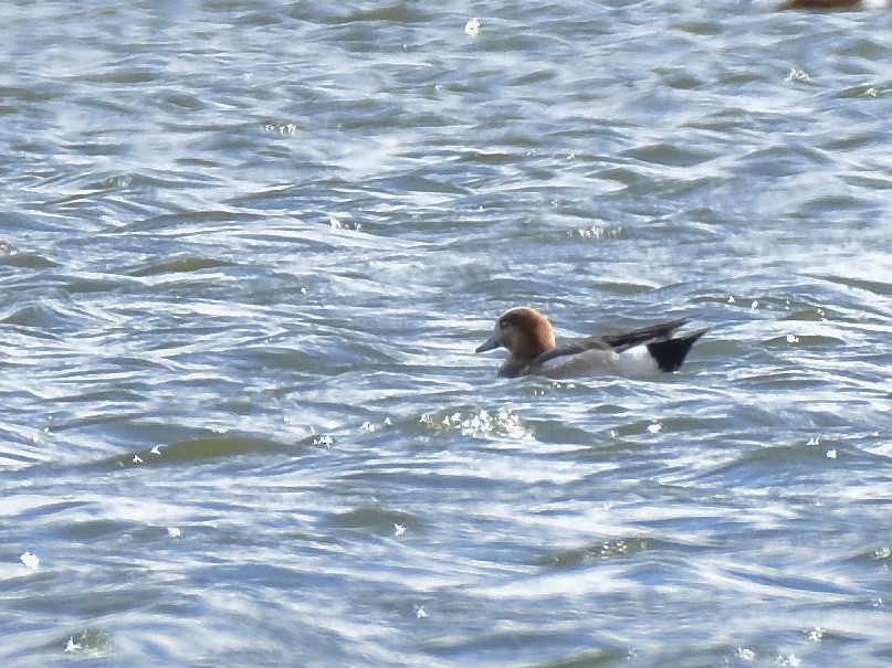 Eurasian x American Wigeon (hybrid) - ML618320755