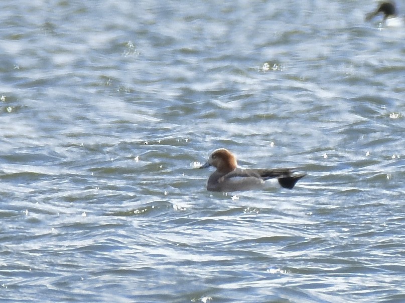 Eurasian x American Wigeon (hybrid) - ML618320756