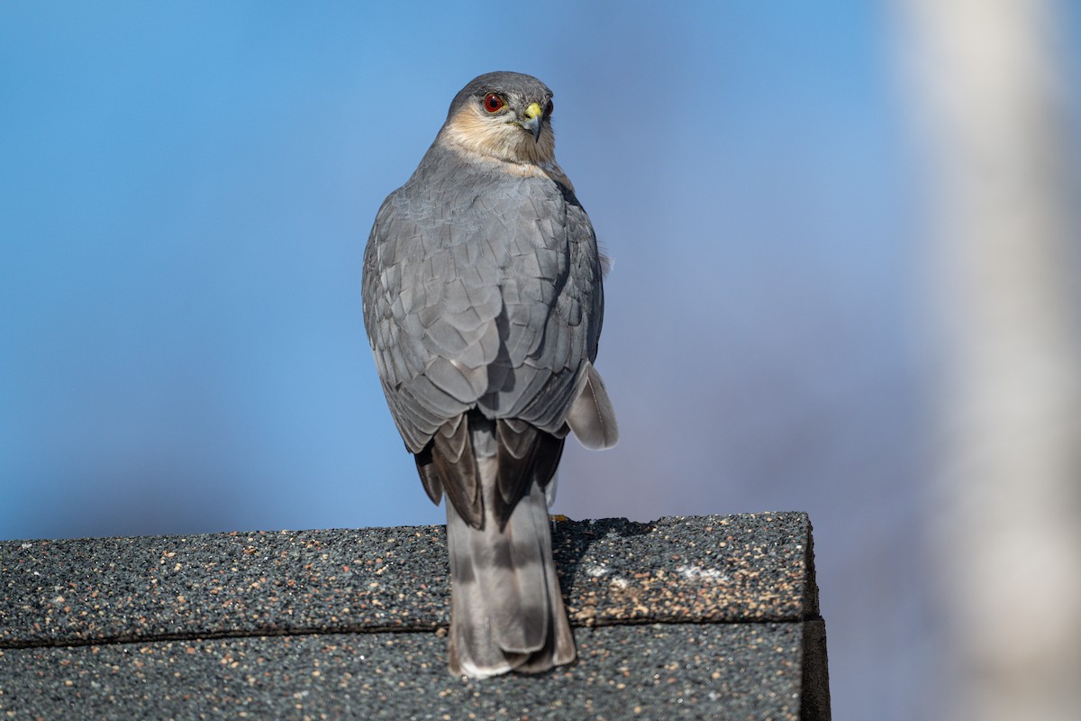 Sharp-shinned Hawk - David Turgeon