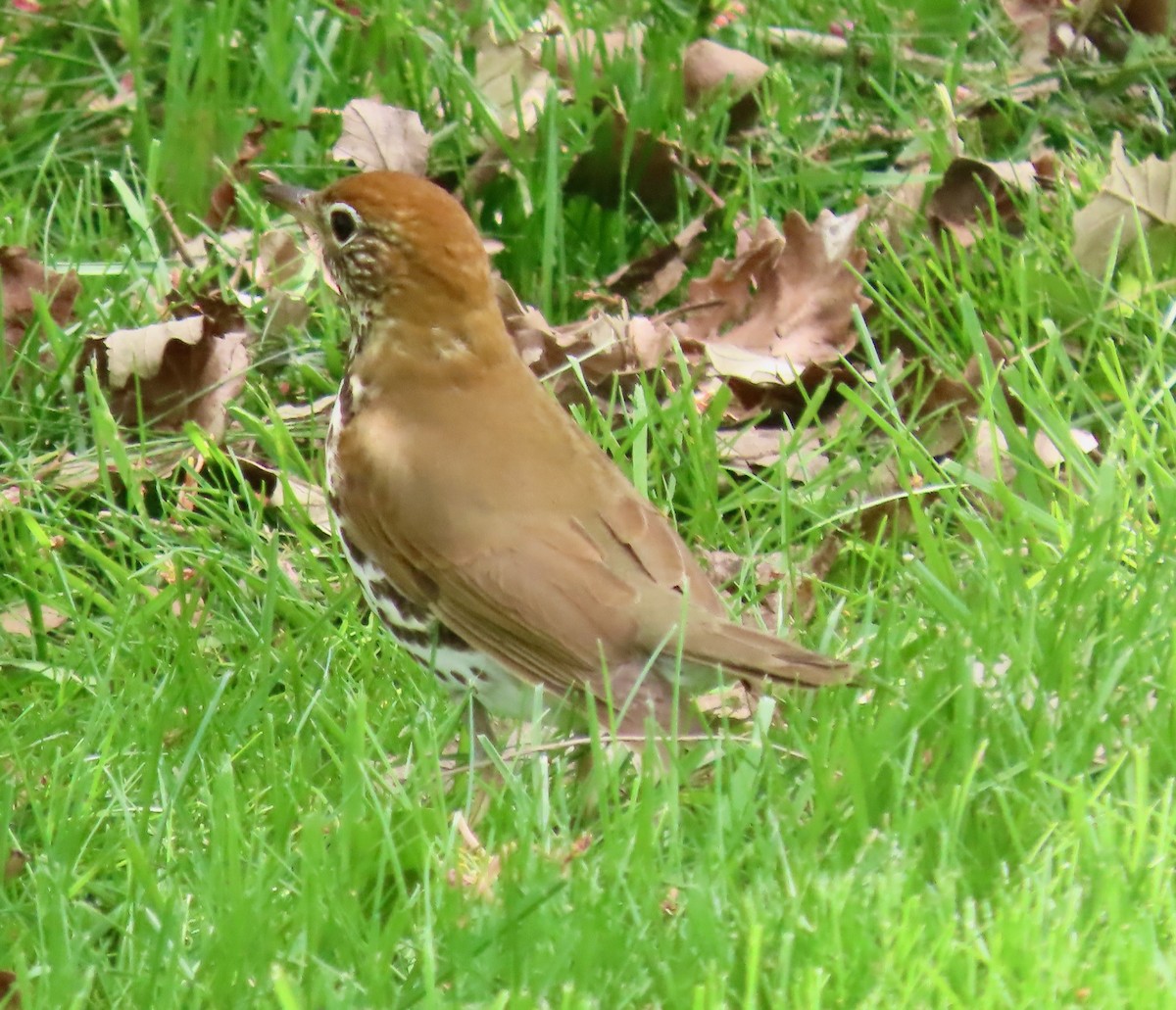 Wood Thrush - ML618320823