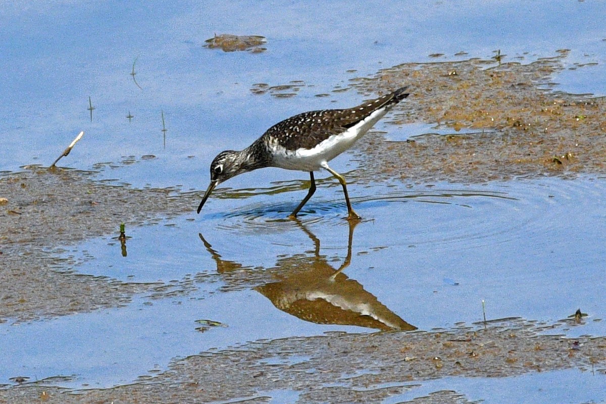 Solitary Sandpiper - ML618320841