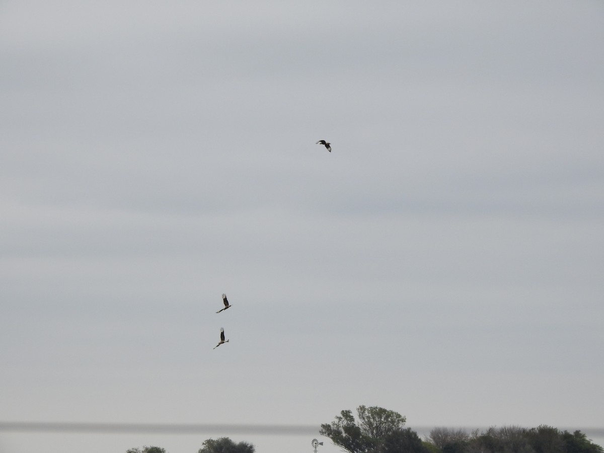 Chimango Caracara - ML618320842