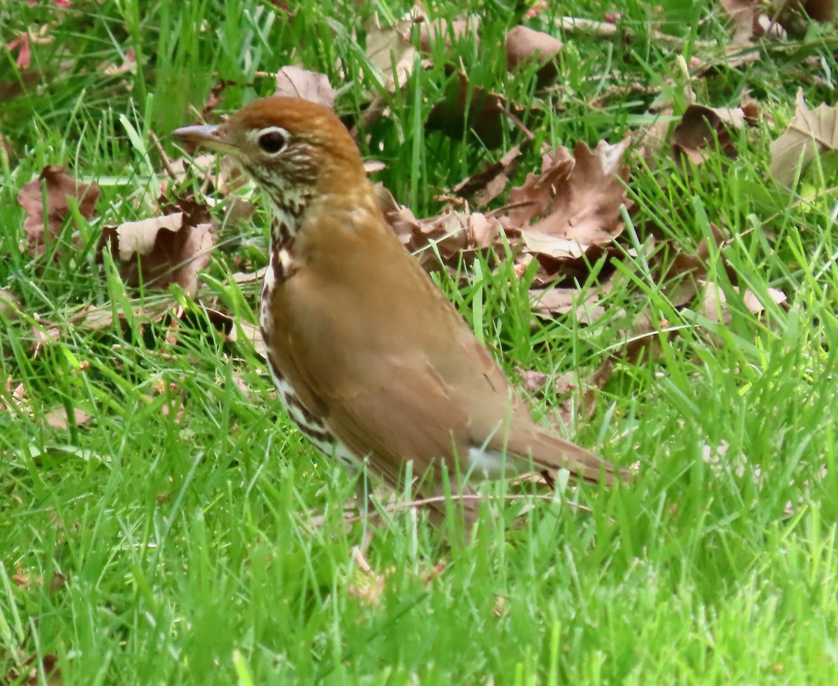 Wood Thrush - ML618320848