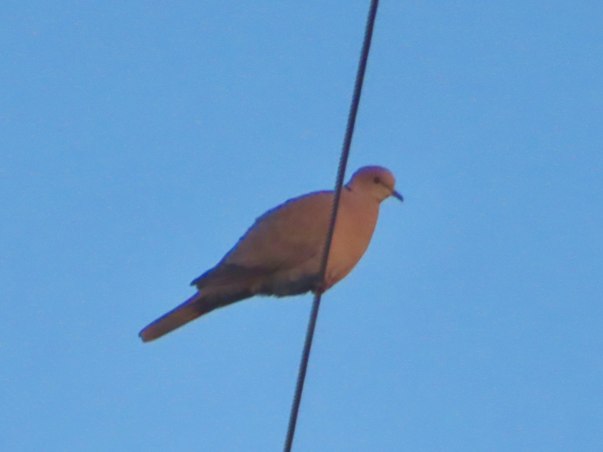 Eurasian Collared-Dove - ML618320873