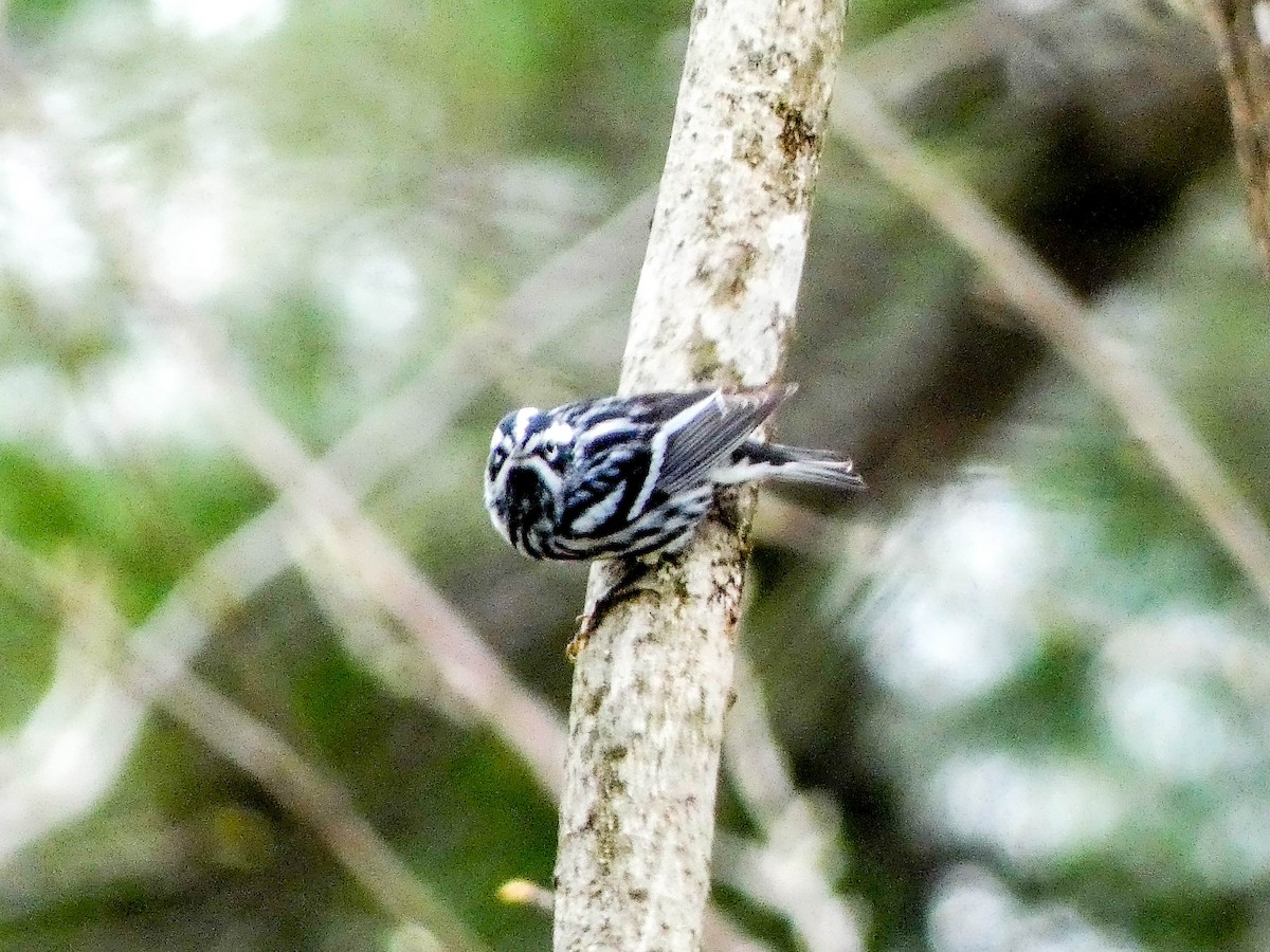 Black-and-white Warbler - Larry Morin