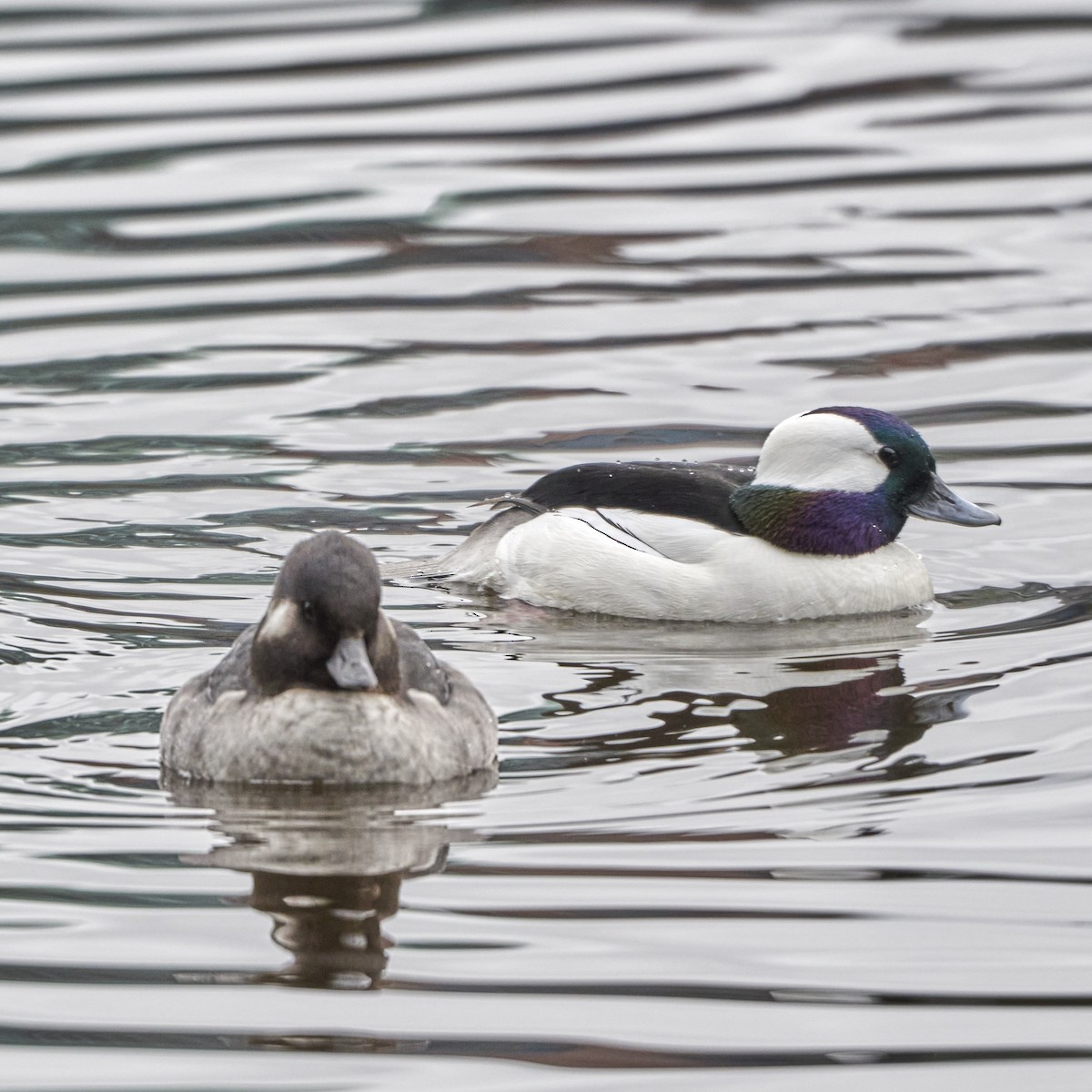 Bufflehead - ML618320882