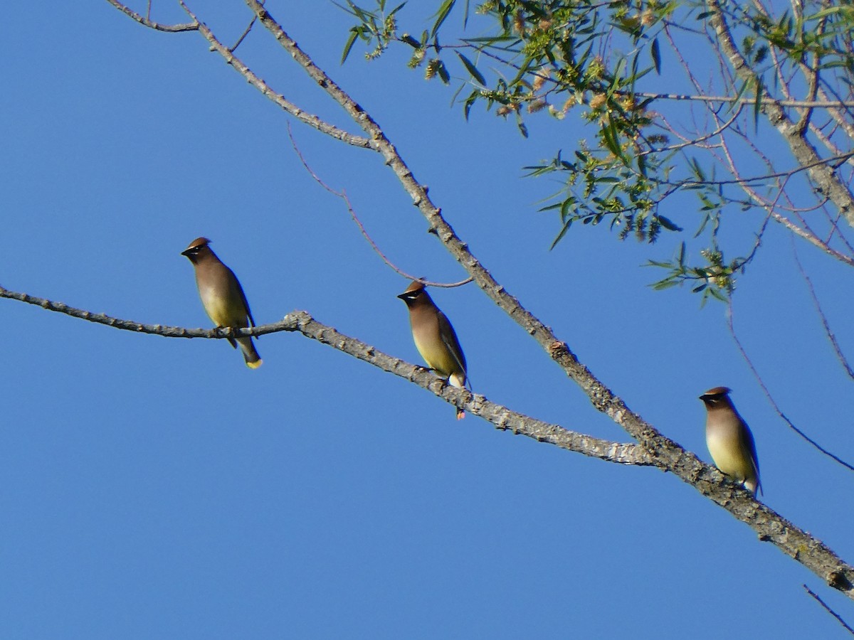Cedar Waxwing - ML618320908