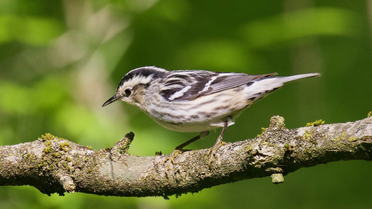 Black-and-white Warbler - Steve Luke