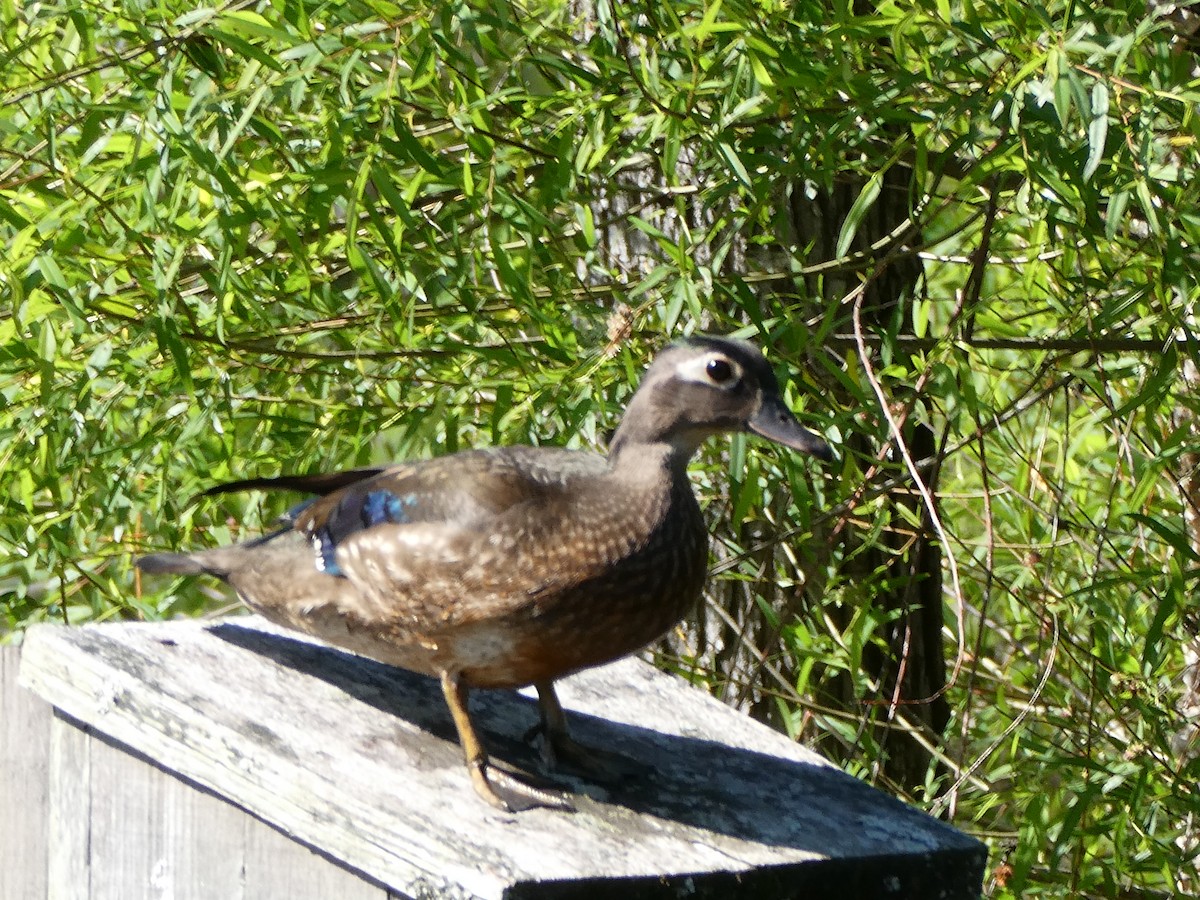 Wood Duck - ML618320922