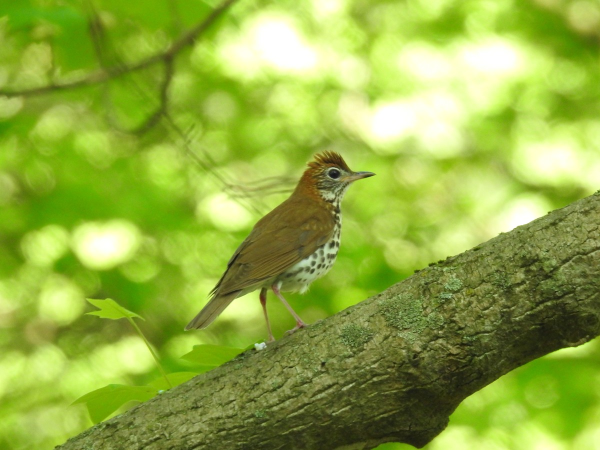 Wood Thrush - ML618320928