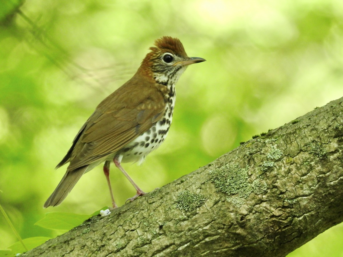 Wood Thrush - ML618320934