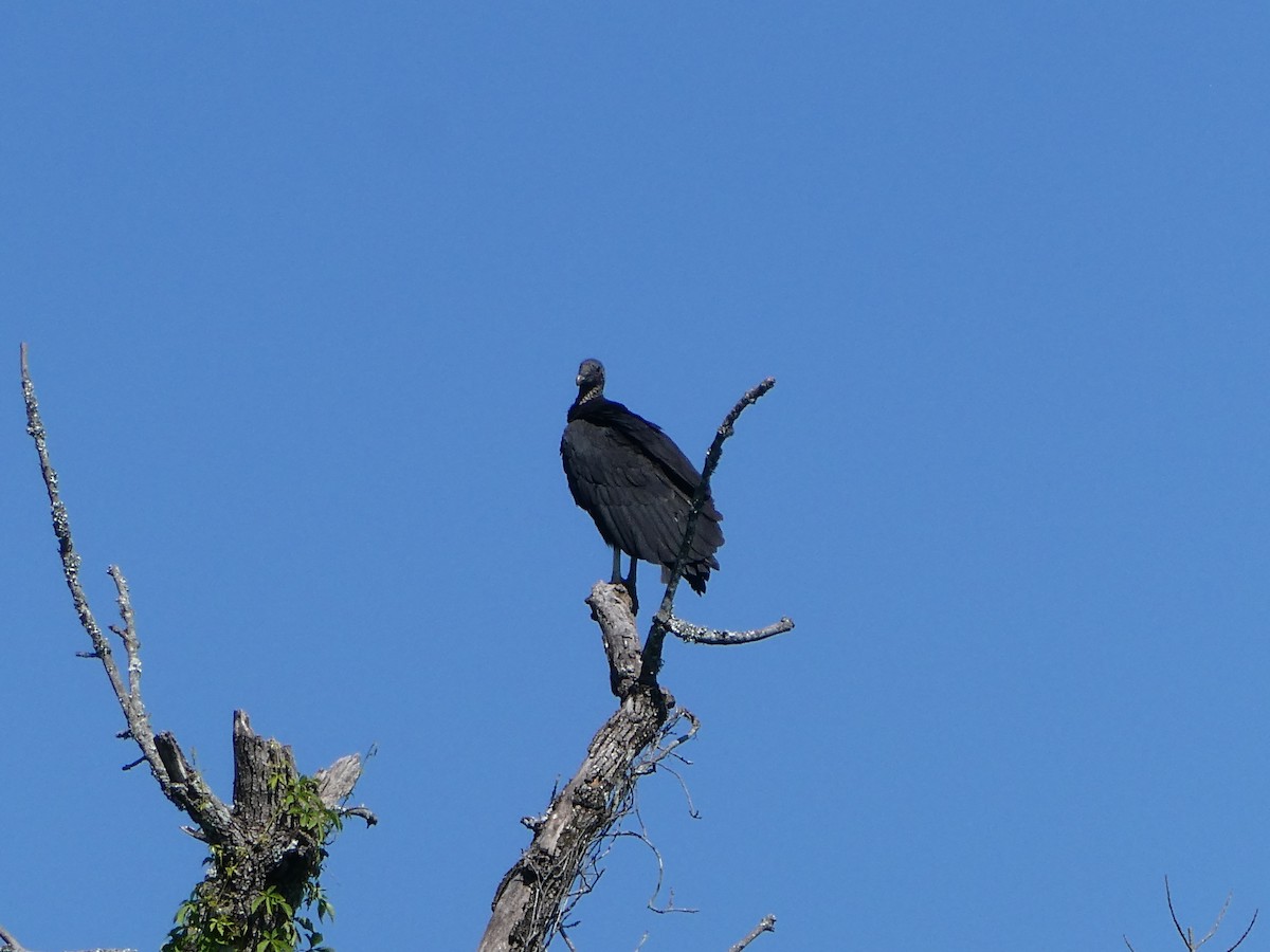 Black Vulture - Deborah Woody